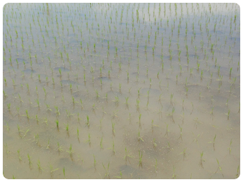  Young rice seedlings in water