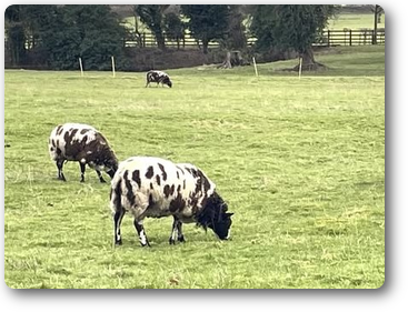 sheep in Northern England sheep in Northern England