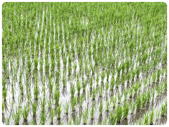 RicePlanting