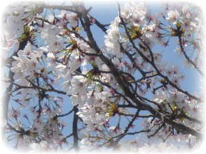 sakura in full bloom