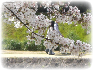 sakura along Kamo River